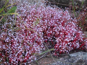 Sedum caeruleum